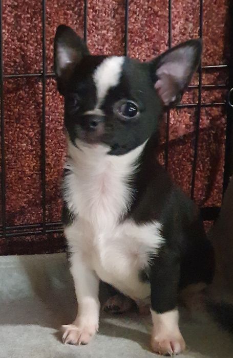 Расписной мальчишка чихуахуа