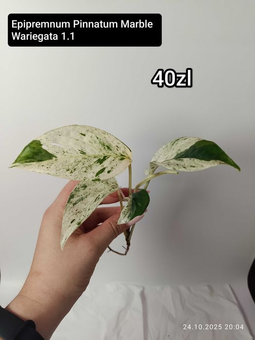Maria Plants Epipremnum Pinnatum Marble Wariegata peduwki