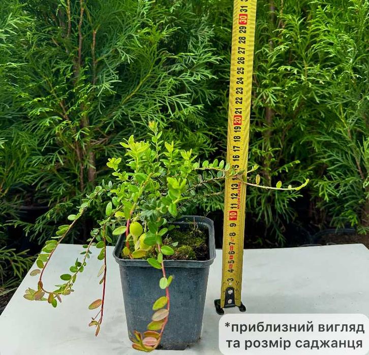 Саженцы брусники Коралл, Руно, саженцы клюквы Стивенс, Пилигрим