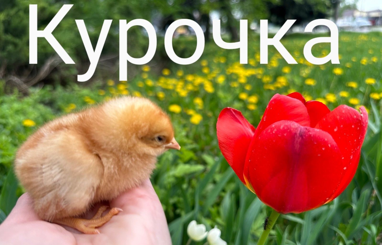 Курчата Цыплята Птиця Когути Півники Півні Несушки Ломан Браун Сенді