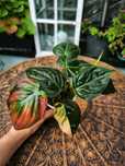 Philodendron Micans regress zielony filodendron Mikans