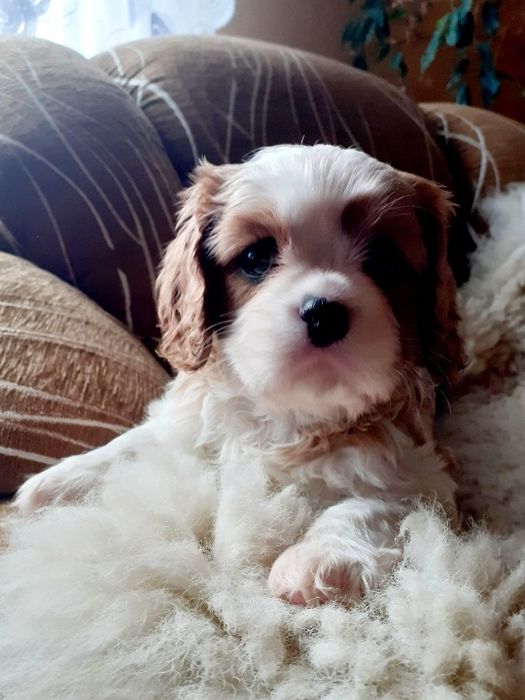 Kawalier King Charles Spaniel Piesek
