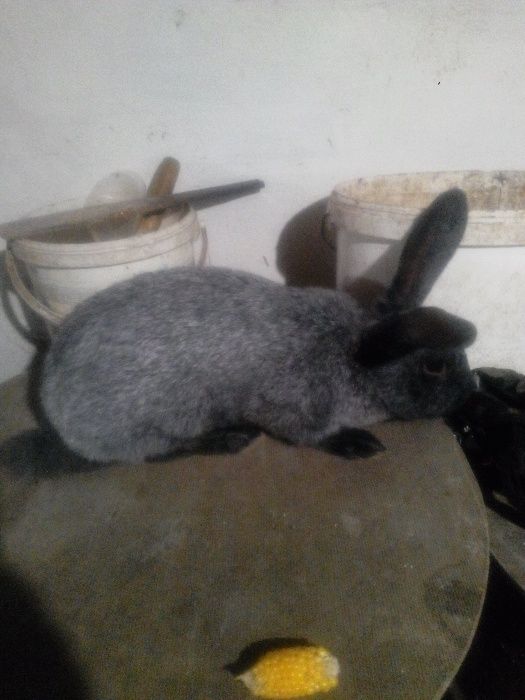 Самець та самочки "Полтавське срібло"