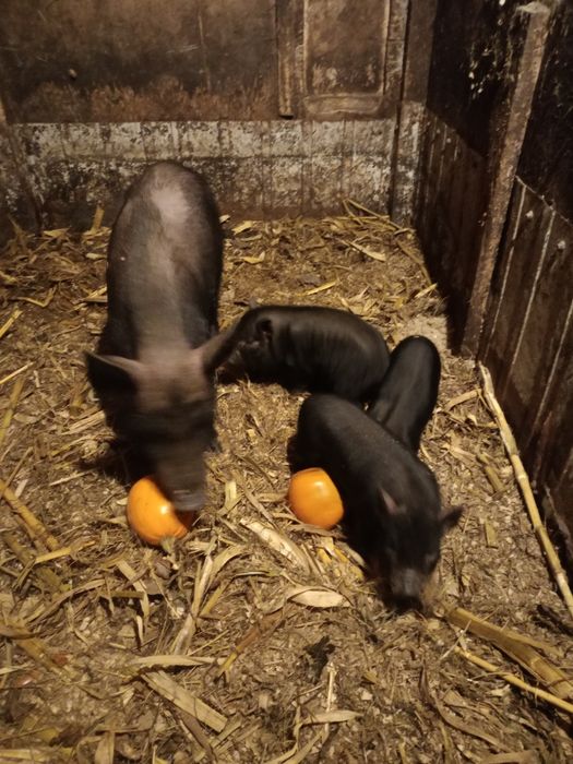 Sprzedam świnki wietnamskie