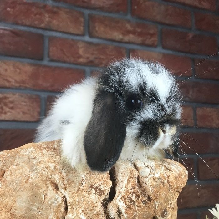 Mini lop bunny mini lopy karzełki miniaturka królik odbiór dowóz