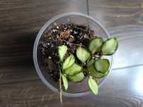 Hoya heuschkeliana Variegata 3 sadzonki
