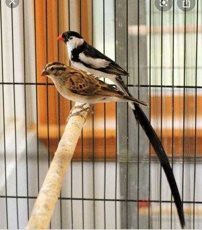 Vendo casal de viúvas dominicanas