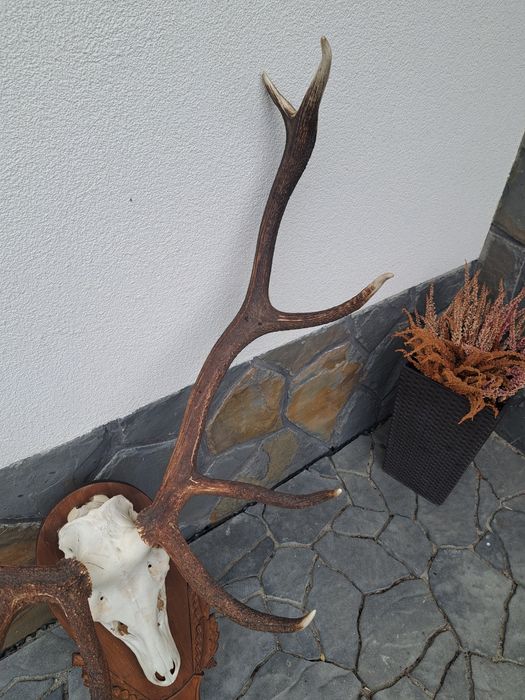 Rogi wieniec poroże zrzuty