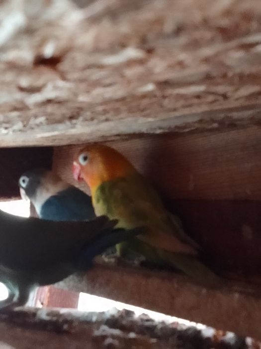 Sprzedam młodą Papugę Nierozłączkę Czerwonoczelną  z 2025r