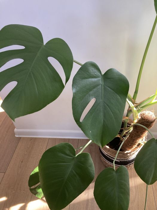 Monstera kwiat doniczkowy roslina duza