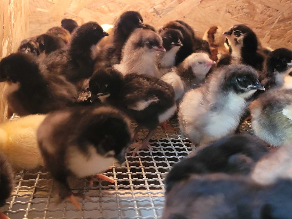 Pisklaki marans fawerola silka Lakenfelder