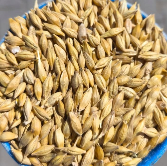 Hit dla rolników ! Super Jakość JĘCZMIENIA JAREGO – 2000 ton