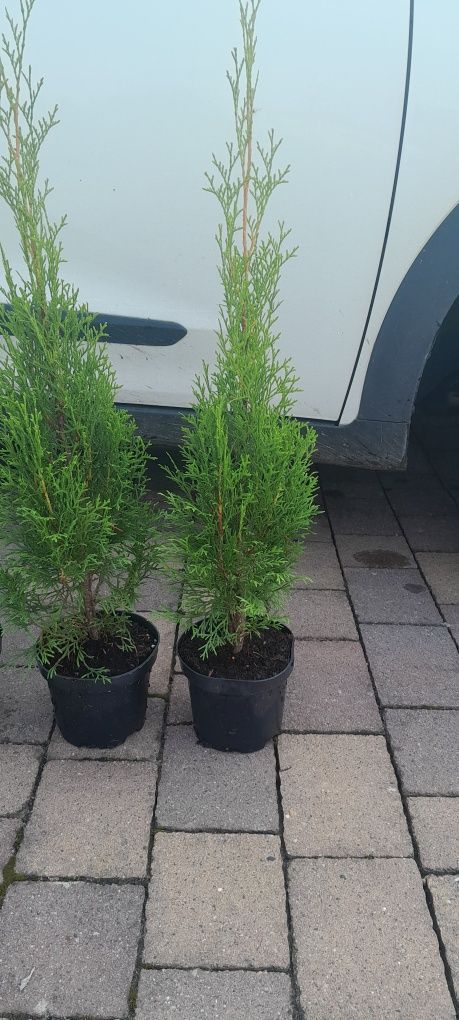 Tuja thuja szmaragd wys 50cm