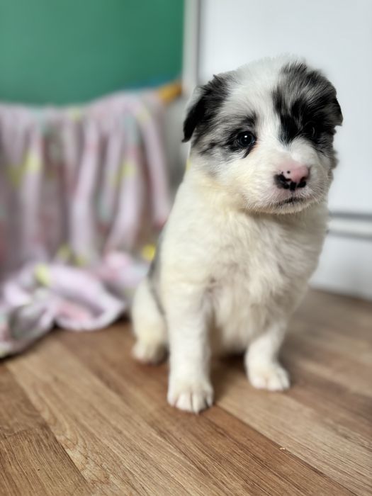 Border collie - piesek