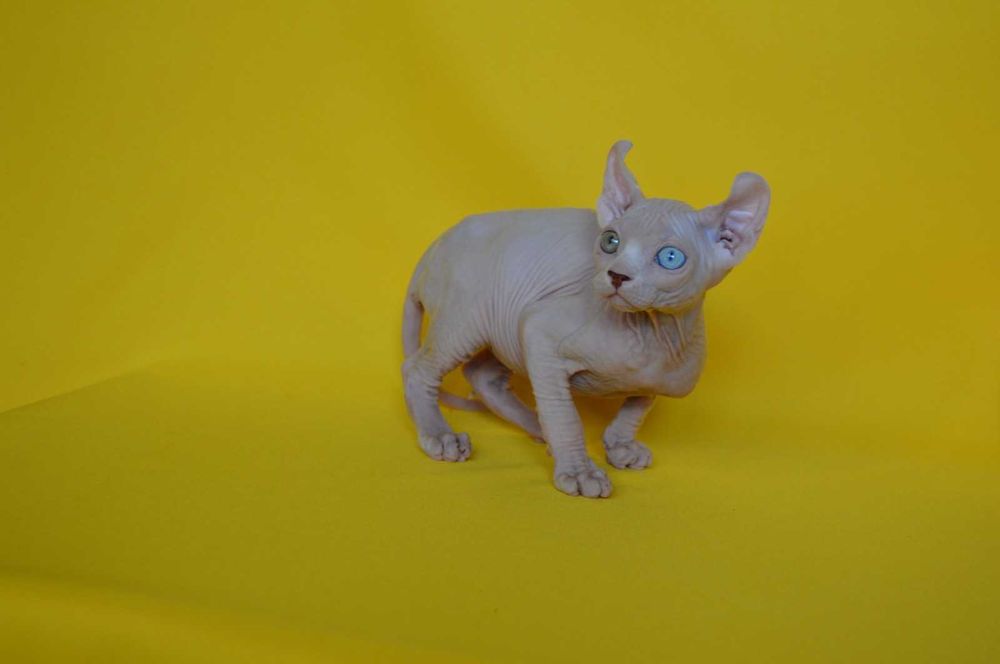 Даймонд - Різноокий хлопчик породи Ельф