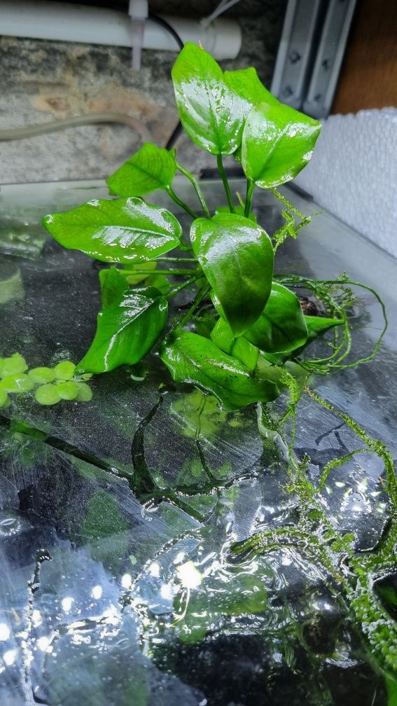 Anubias roślina akwariowa