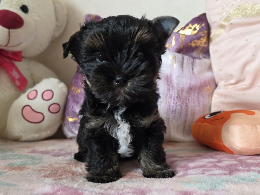 Piesek Yorkshire Terrier Black and Tan