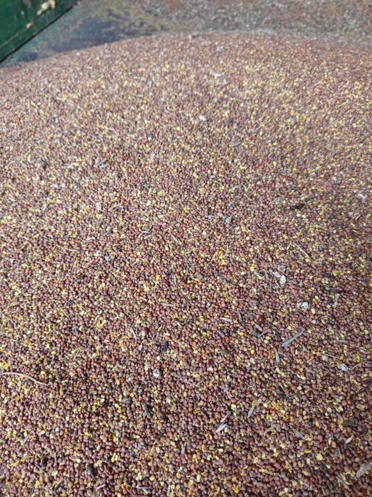 Rzodkiew oleista zbiór 2025 na siew poplon