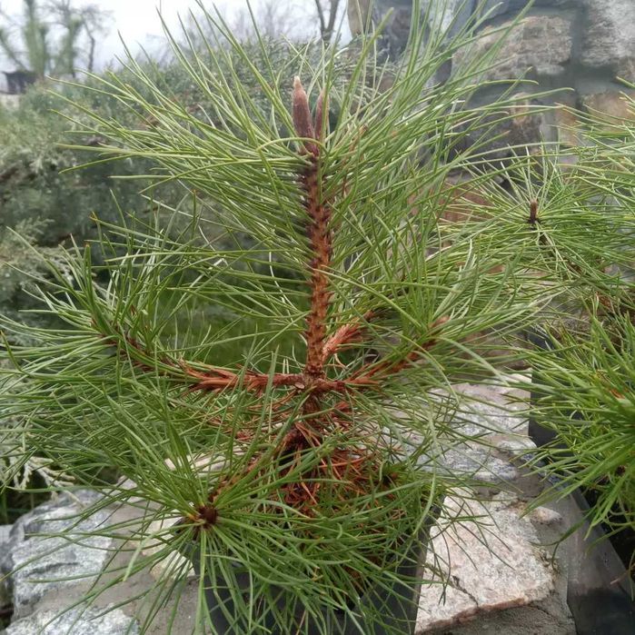 Сосна Кримська, чорна Австрійська, гірська та інші