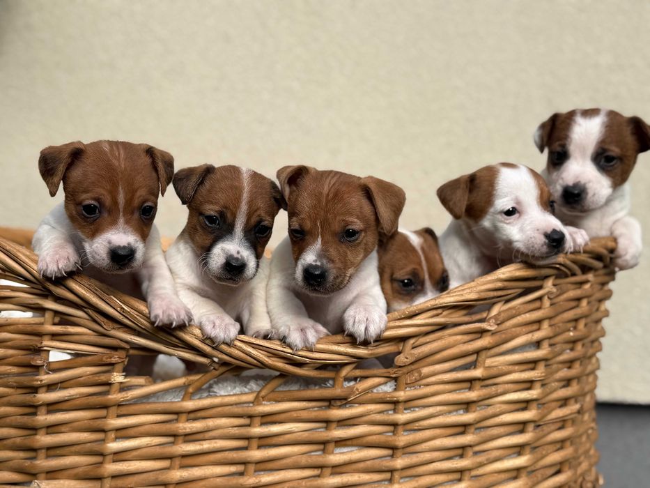 Jack Russell Terrier od #S M A R T I E * J A C K S # rodzice FCI/ ZKwP