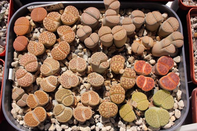 "Живые камни" - семена литопс , собраны со своих растений.