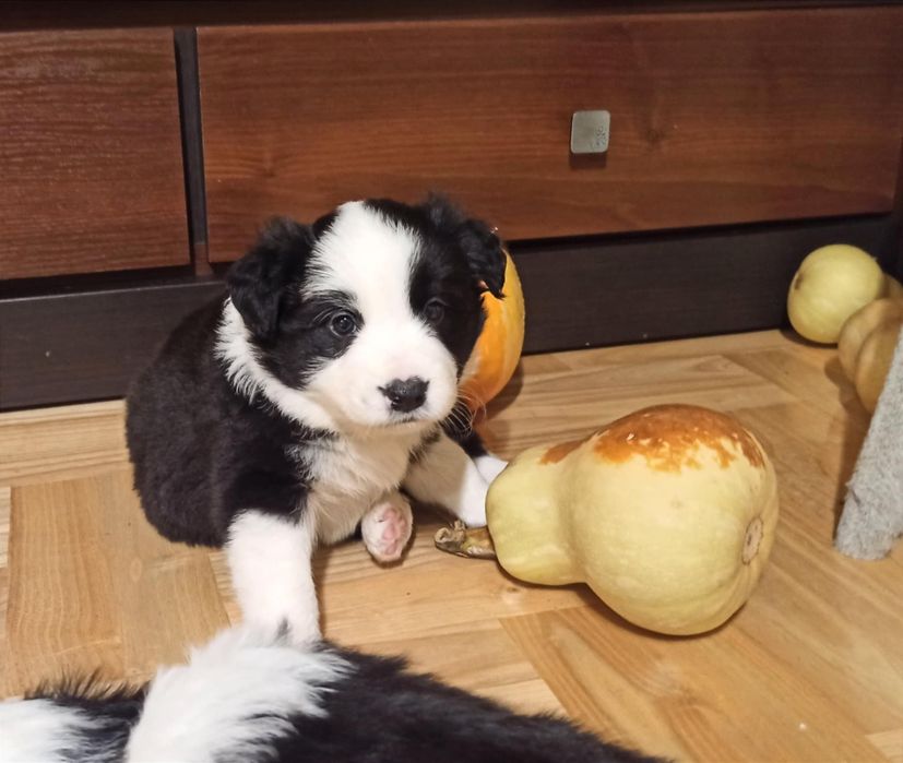 Szczenię Border Collie suczka ZKwP