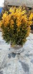 Thuja plicata Goldy Forever