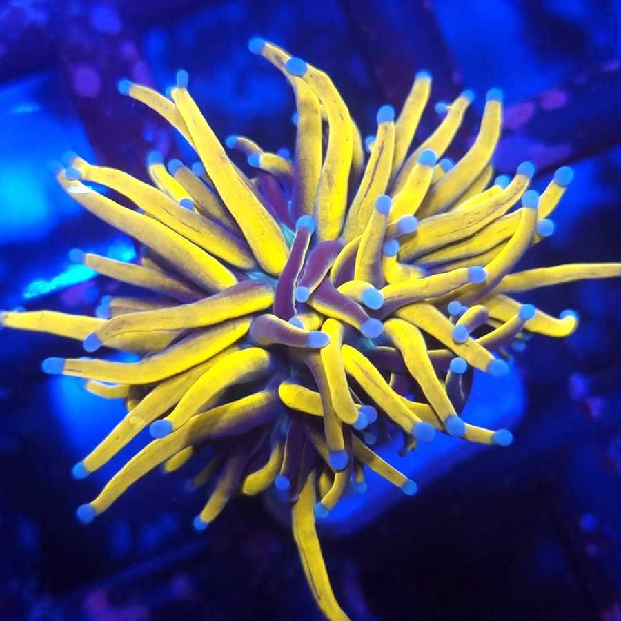 Euphyllia Glabrescens Golden Torch 24K akwarium morskie Korale.Pro