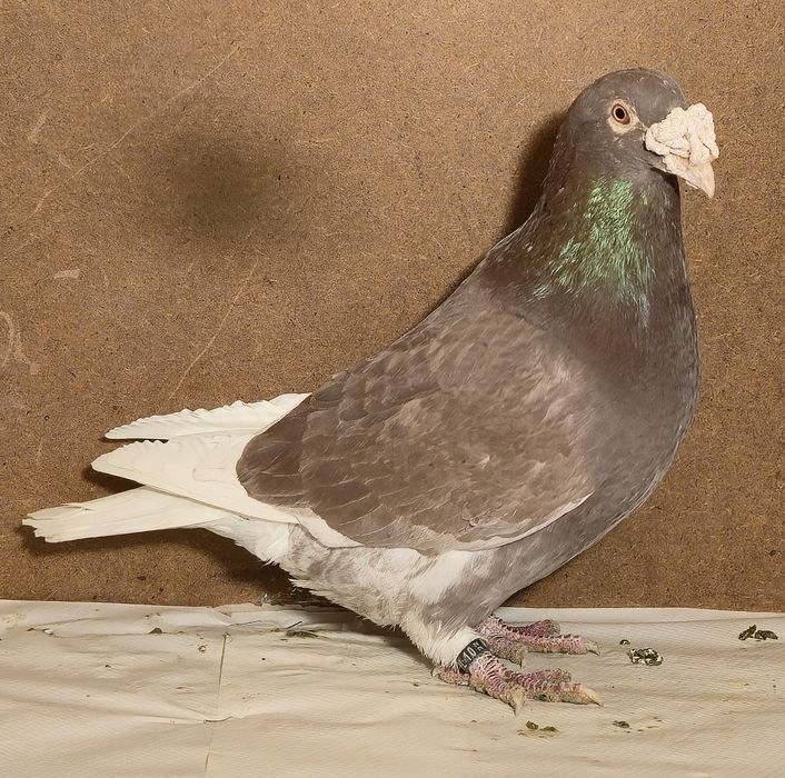 Staropolskie zwierzeta - ogł nr 1.