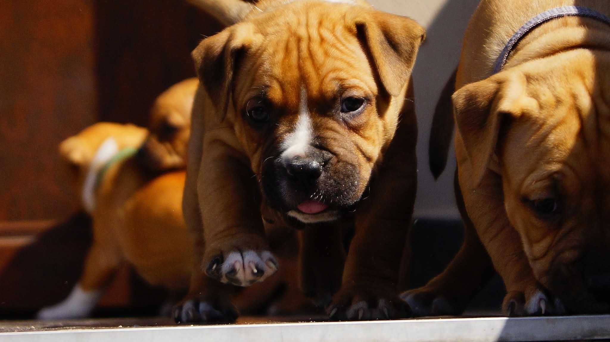 Everlast ,mocny samiec Amstaff ZKwP FCI,  do rezerwacji