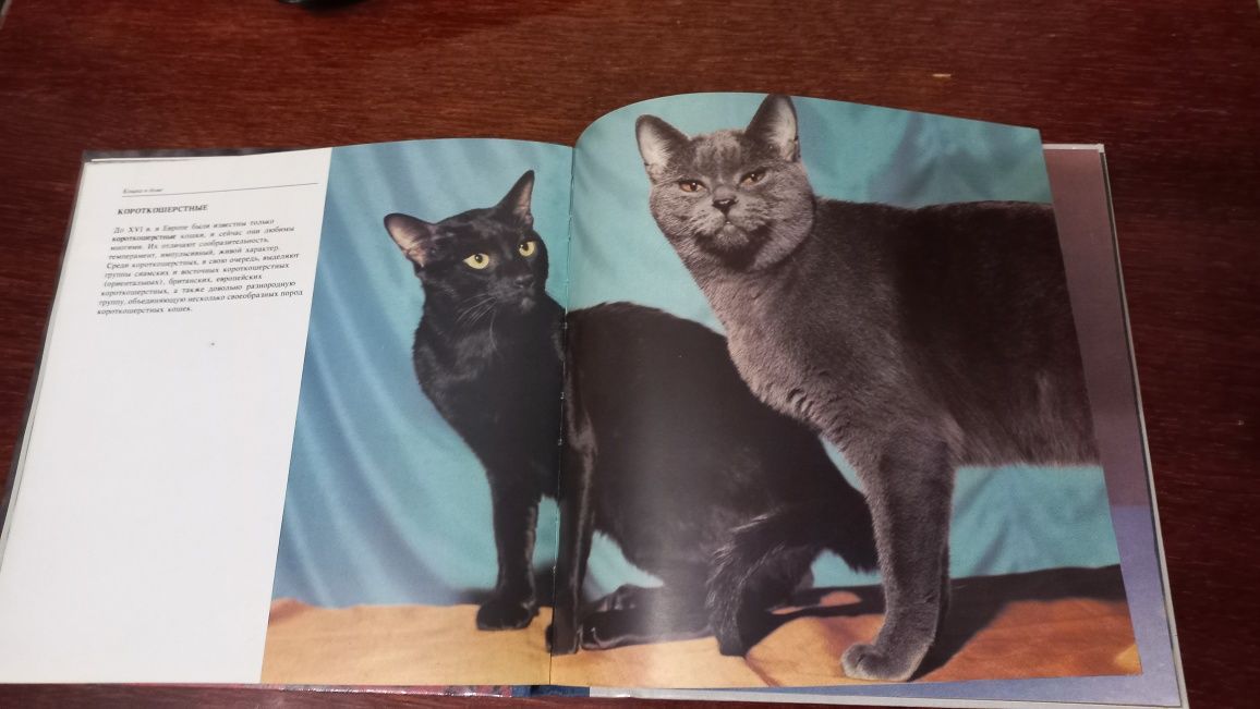 Фотоальбом о кошках