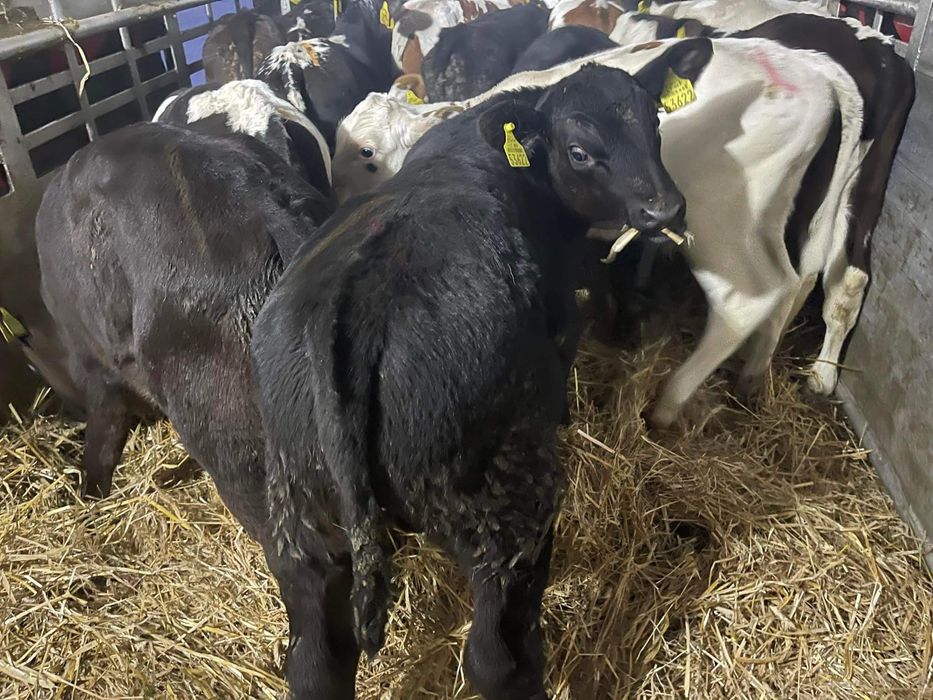 Cielaki odsadki byczki jałóweczki