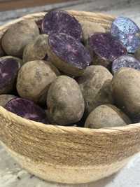 Ziemniaki fioletowe Provita