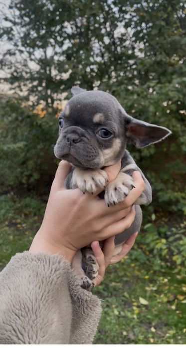 Голубий малюсінький хлопчик