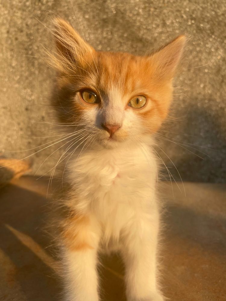 котята, 2,5 месяца, бесплатно !