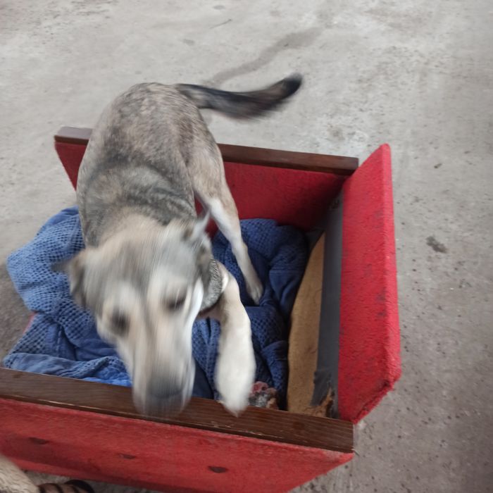 Отдам бесплатно в хорошие руки молодую  собачку.