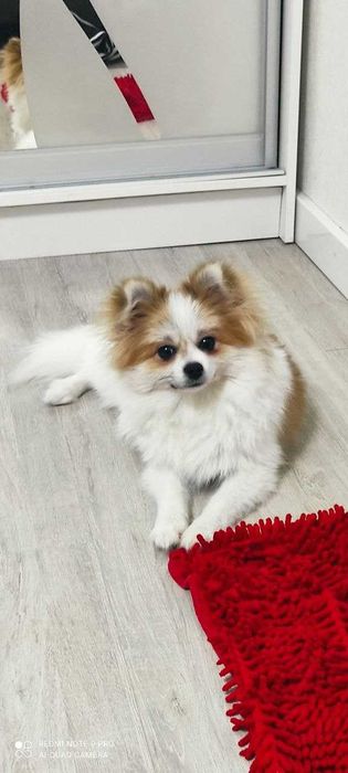 Вязка, шпіц померанець