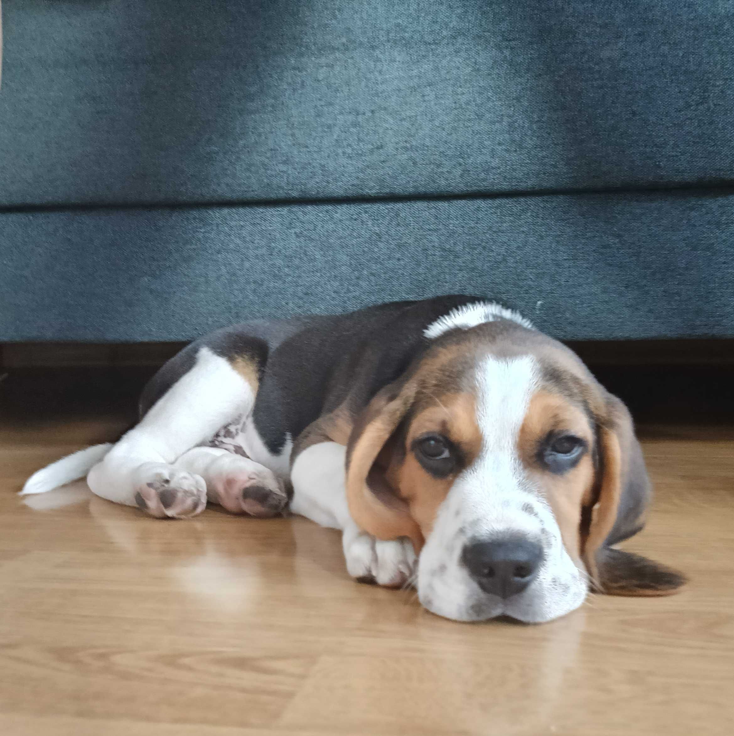 Psa rasy Beagle tanio sprzedam