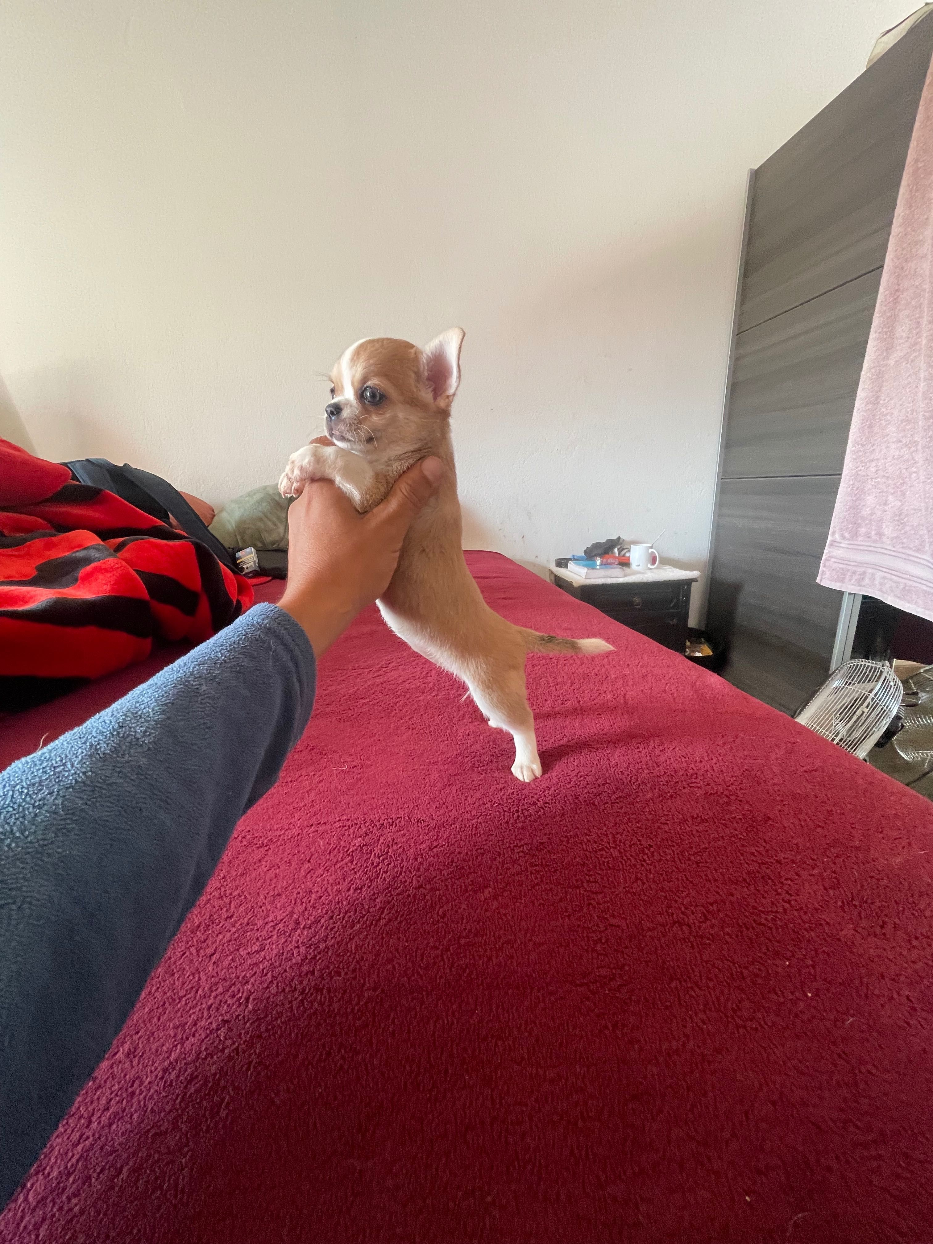 Chihuahua fêmea pelo curto