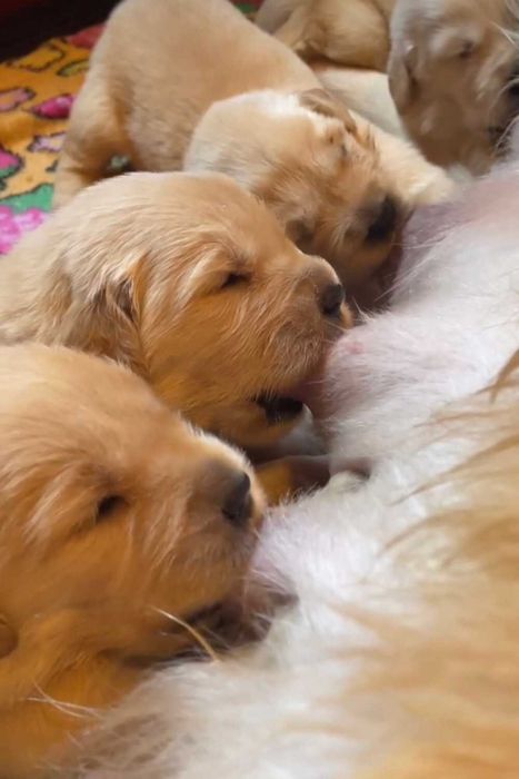 Szczeniak Golden retriever złoty piesek wyprawka szczeniak