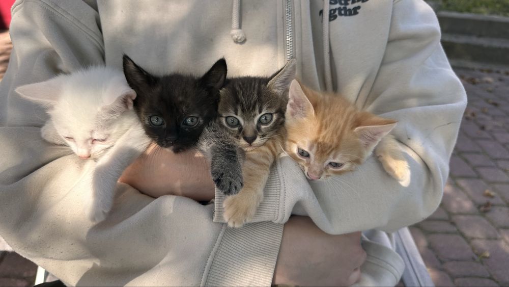 Кошенята 1,5 місяці дуже милі