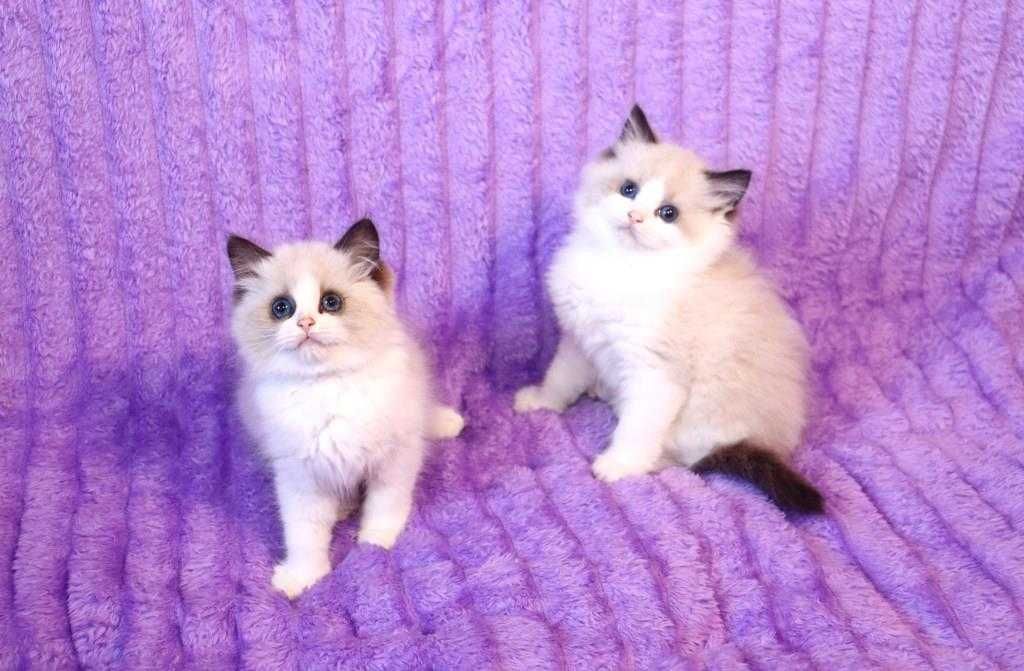 Отличного качества породистые котята-Ragdoll ( клубные)
