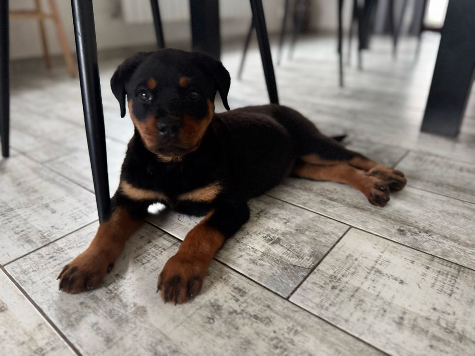 Rottweiler suczka