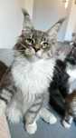 Maine Coon cudne kocieta