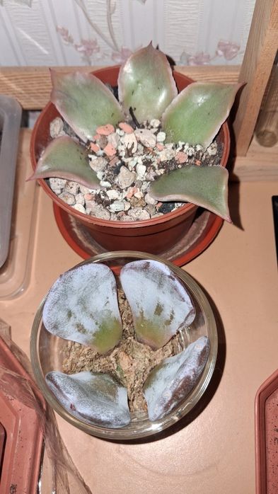 Свіжозняті листочки ехеверій