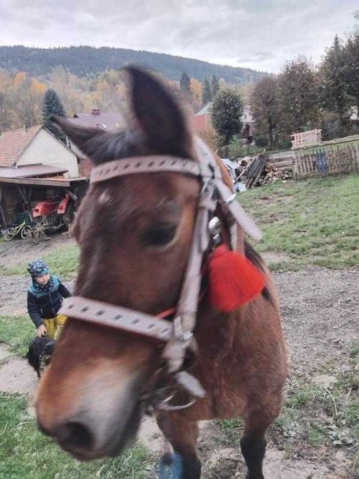 Sprzedam klacz bez pp