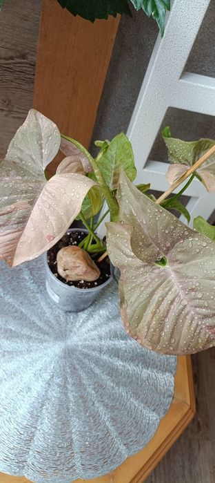 Syngonium Pink Doble Marble variegata