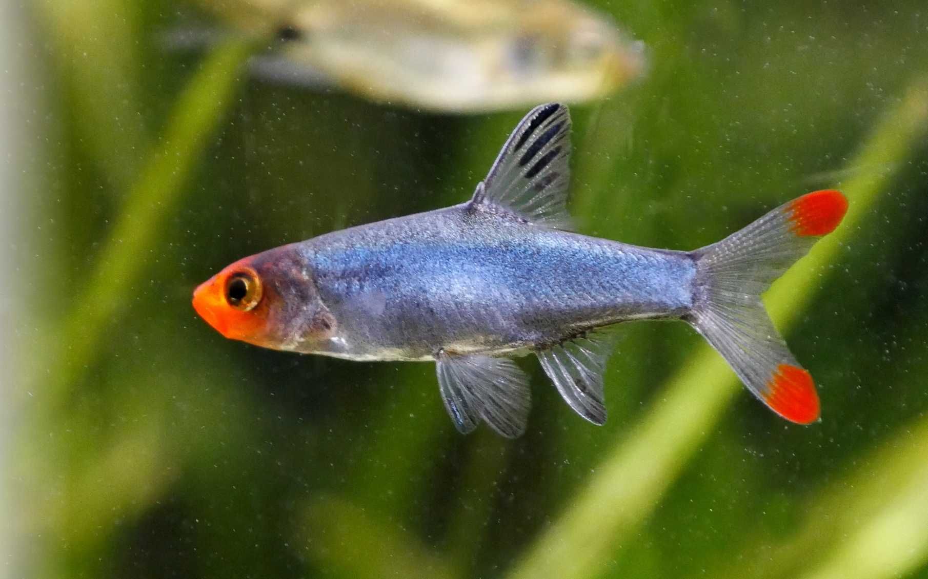 Ukleja naga - Sawbwa resplendens - Razbora - Rasbora - dowóz, wysyłka