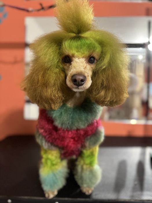 Пудель ,злучка ,в’язка