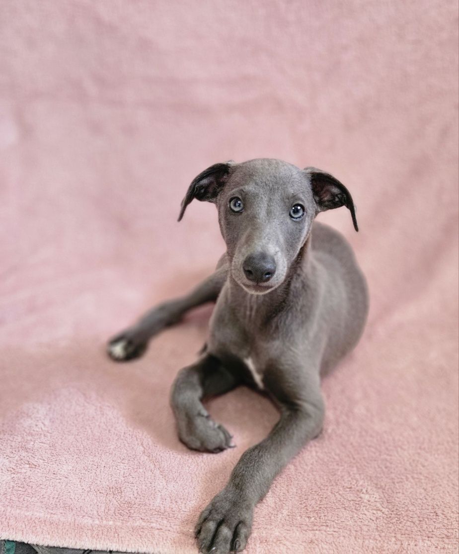 Chart angielski whippet piesek-Filipek